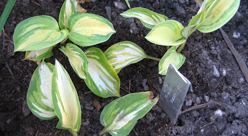 посадка хосты в горшок