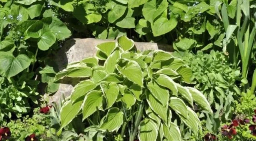 посадка хосты в грунт