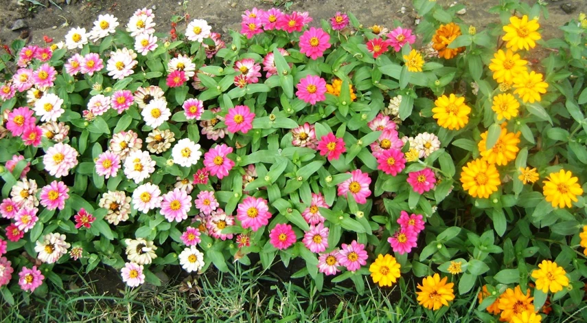 цинния выращивание