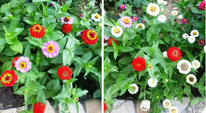 цинния в открытом грунте