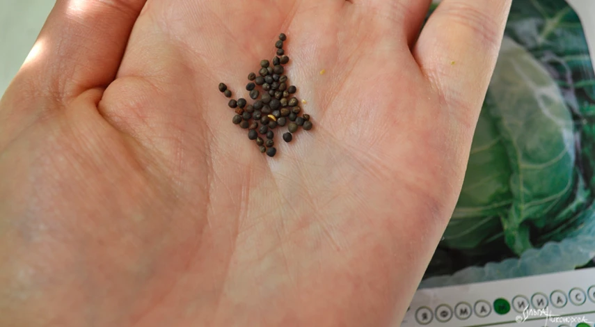 чтобы рассада не вытягивалась