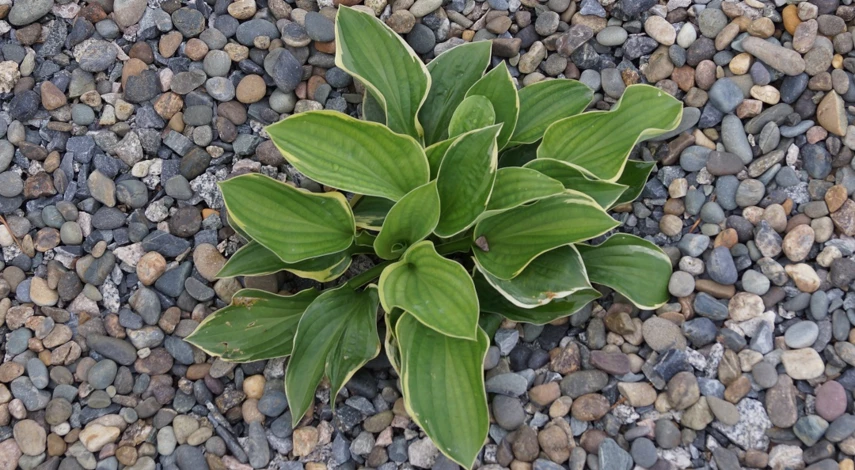 как сажать хосту