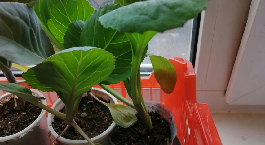 почему капуста вытягивается