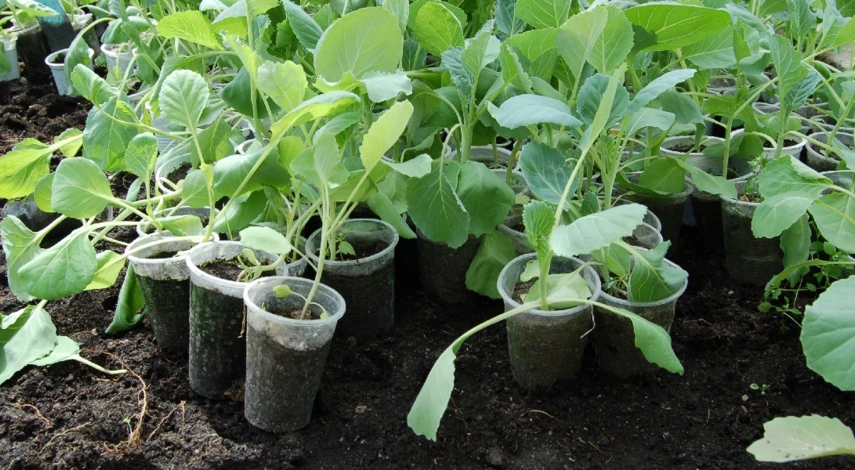 рассада капусты вытянулась и тонкая