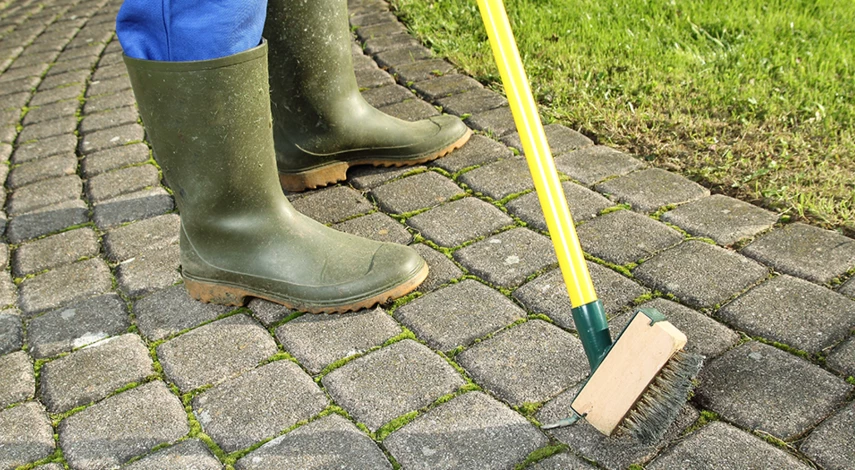 мох на садовом участке