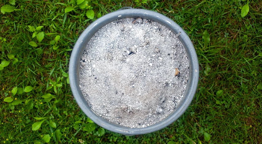 мхи на дачном участке