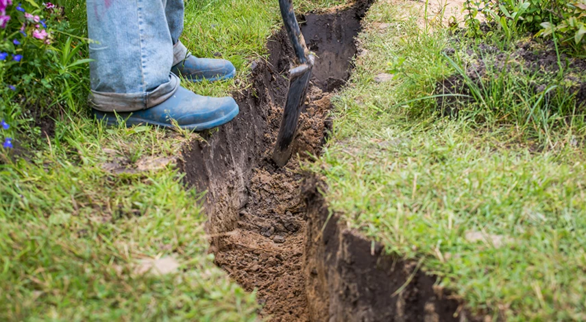 почему на участке мох