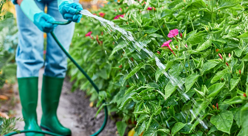 как избавиться от мха на садовом участке