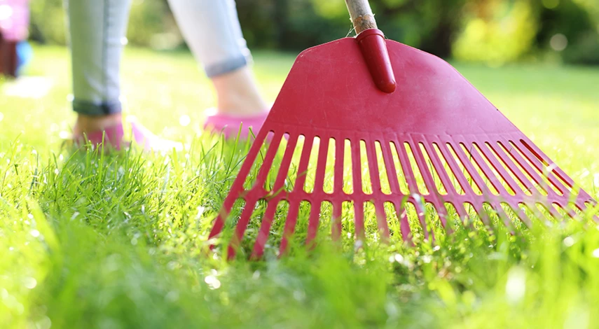 почему на участке растет мох