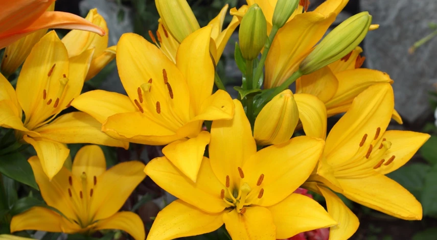 чем подкормить лилии весной после зимы