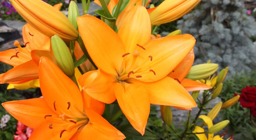 чем подкормить лилии весной в открытом грунте