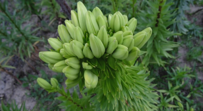 чем подкормить лилии ранней весной