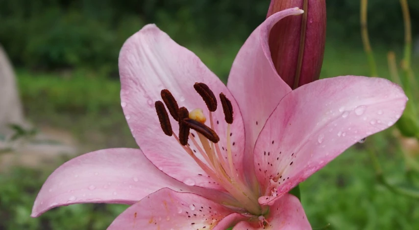 лилии чем подкормить весной после всходов