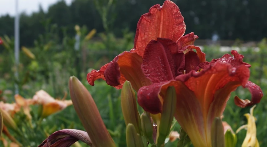 каким удобрением подкормить лилии весной