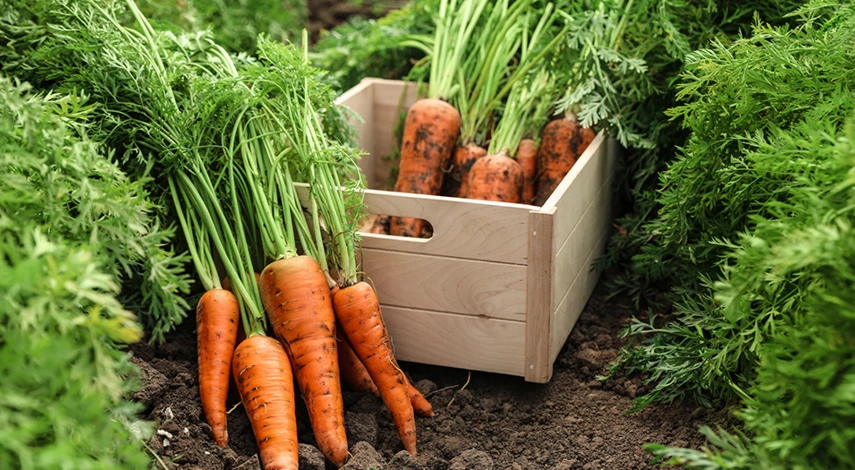 когда сажать морковь в открытый грунт весной