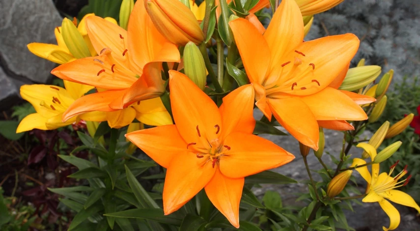 подкормка лилии весной