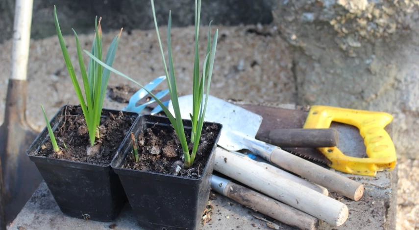 когда сажать лилии по лунному календарю