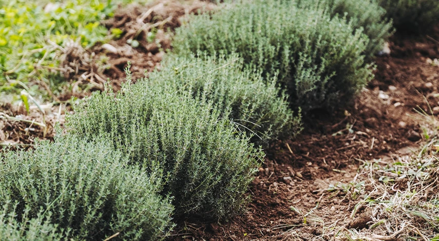 как избавиться от мха на кислой почве