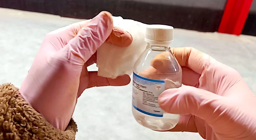 черенкование петунии весной