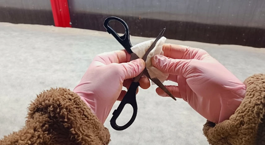 петуния черенкование рассады