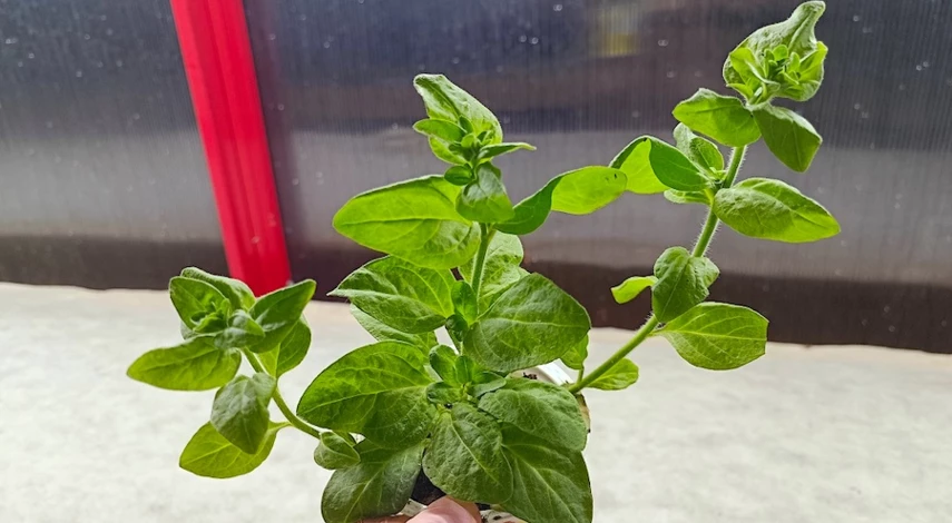 черенкование петунии весной из рассады