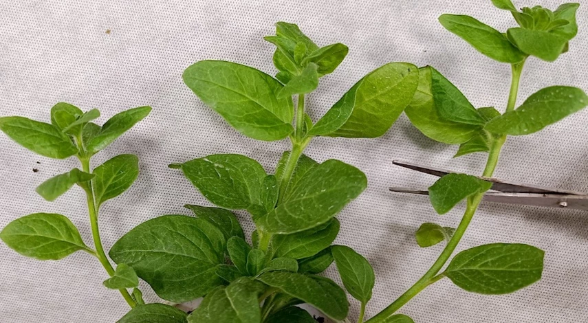 черенкование петунии в домашних условиях