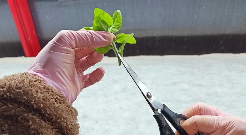 черенкование петунии в домашних условиях весной