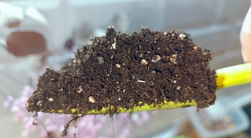 черенкование рассады петунии в домашних условиях