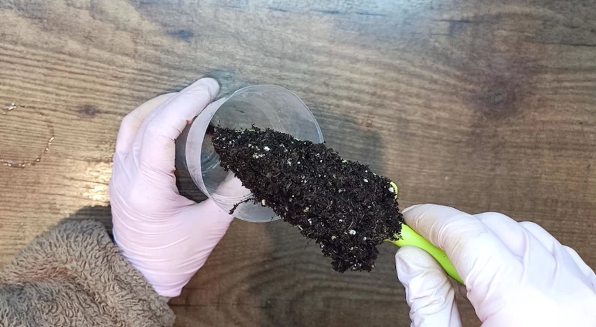 черенкование петунии весной из рассады в домашних