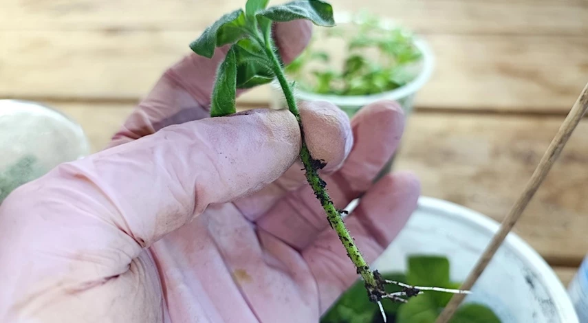 как размножить петунию черенкованием