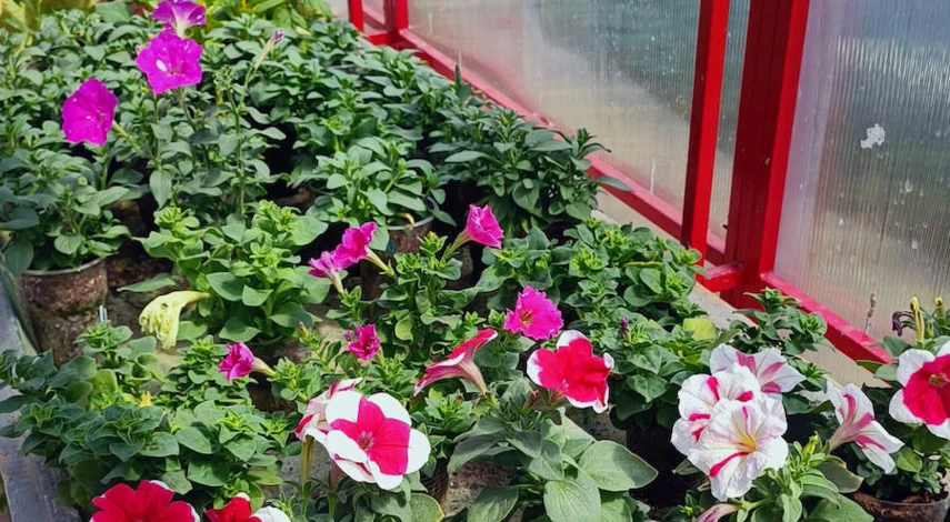 укоренение черенков петунии