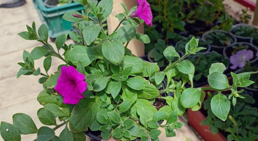 уход за черенками петунии