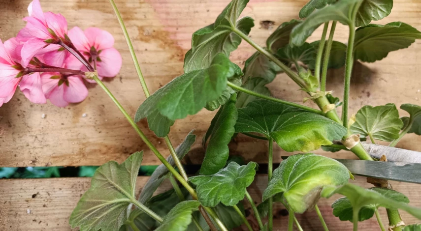 как укоренить черенки пеларгонии