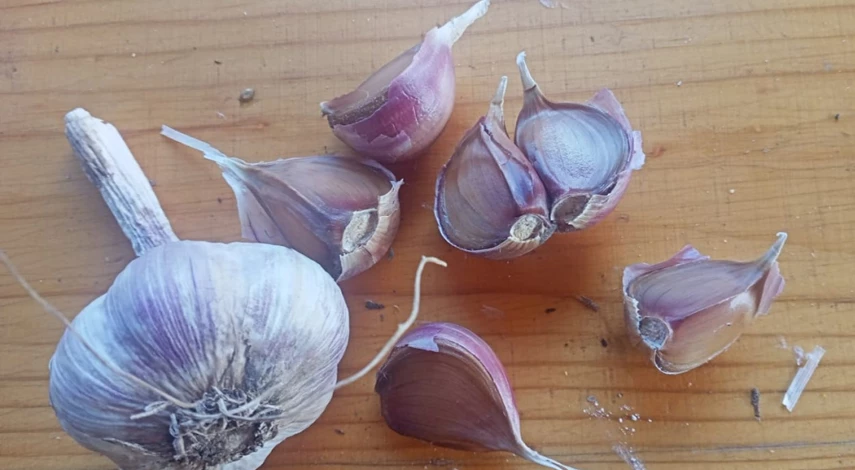 чеснок яровой и озимый