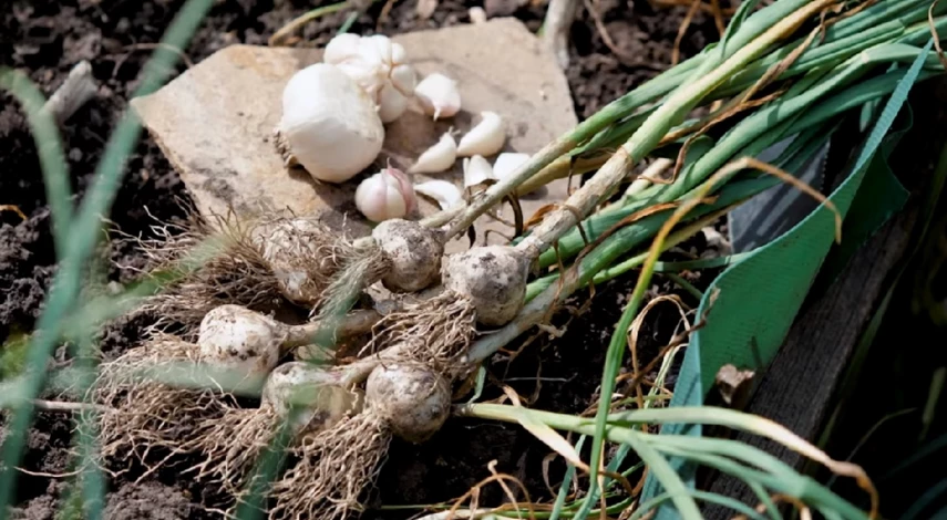 когда сажать яровой чеснок