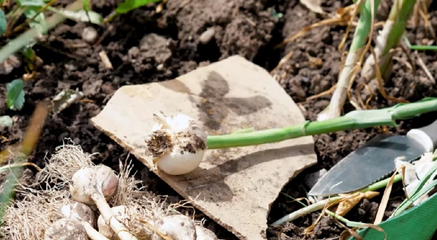 посадка ярового чеснока весной