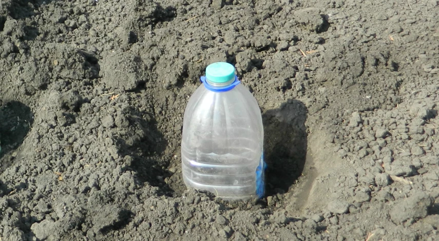 капуста семенами в открытый грунт