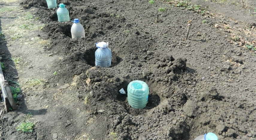 когда сажать капусту в грунт семенами