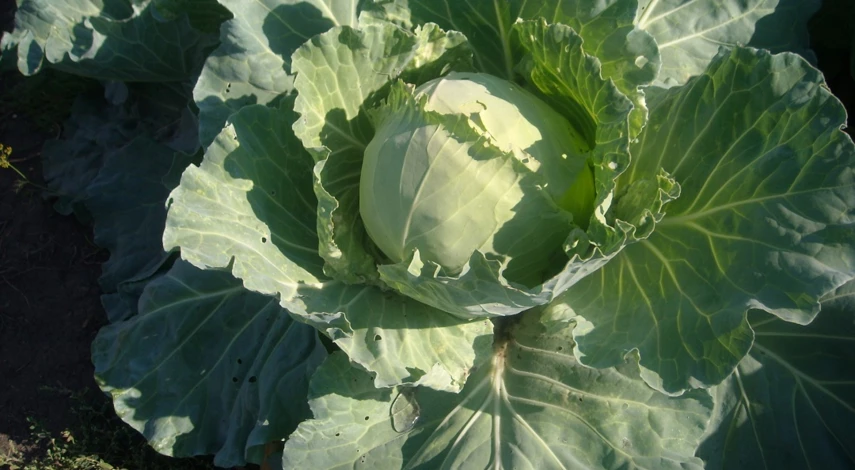 капуста в открытый грунт семенами весной