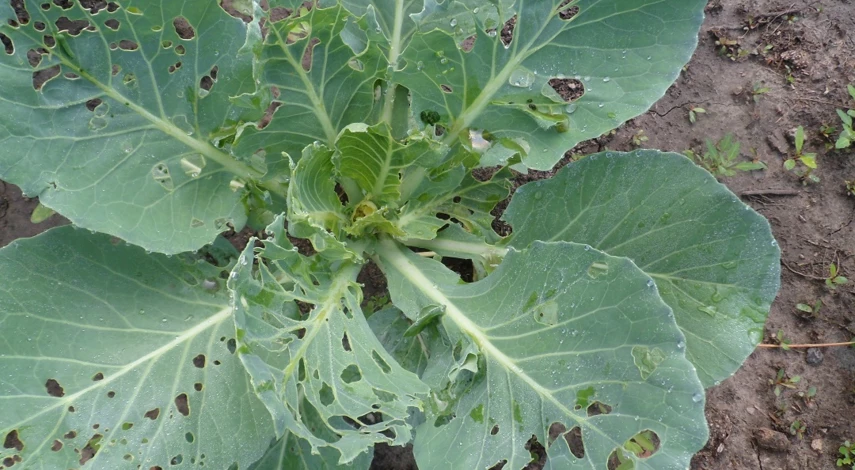 посев капусты в грунт семенами