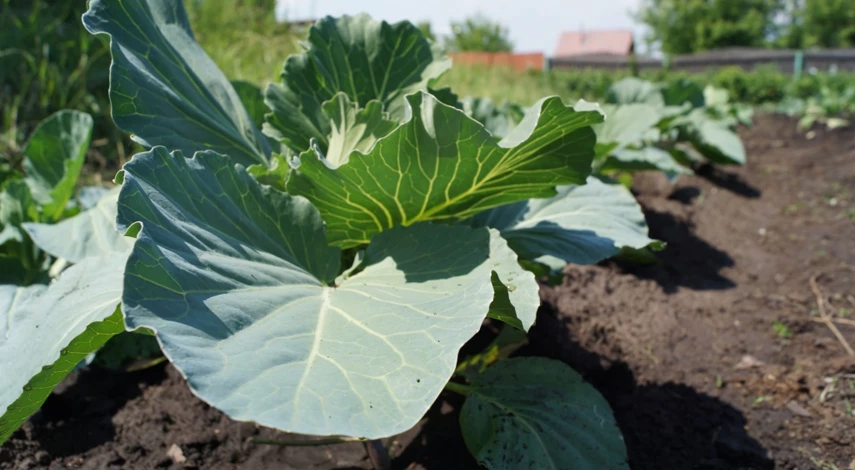 выращивание капусты семенами в открытом грунте