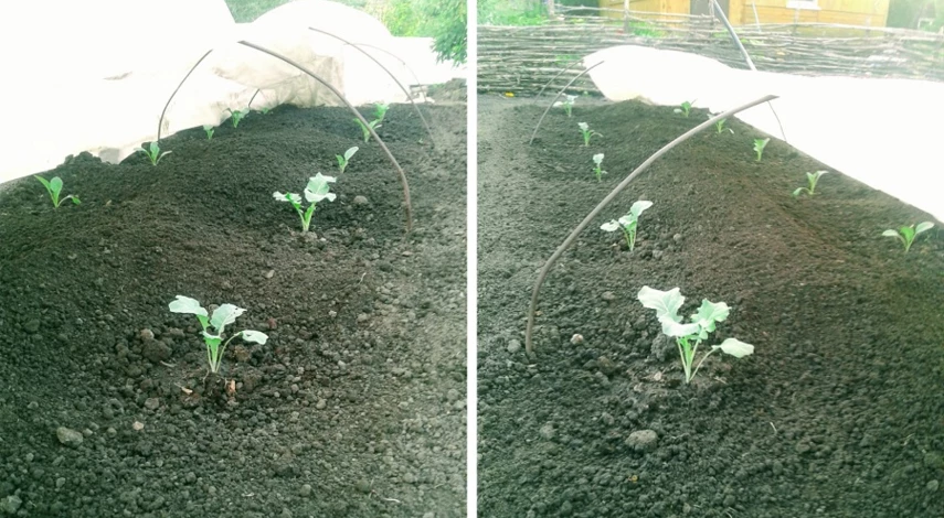 можно сажать капусту в открытый грунт семенами