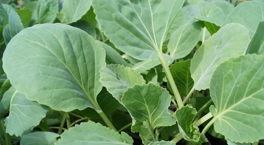 посадка капусты семенами в открытый грунт весной