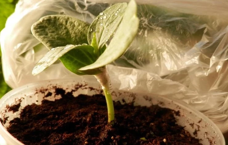 арбуз привитый на лагенарию