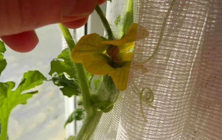 арбуз на лагенарию