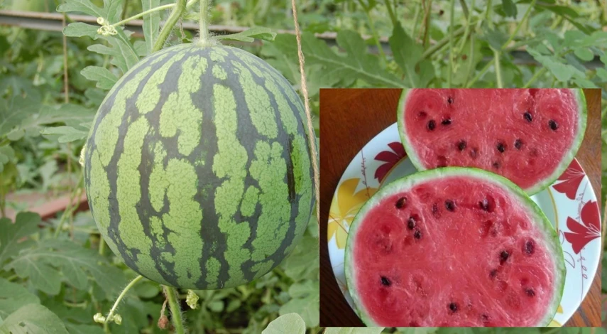 арбуз лагенария