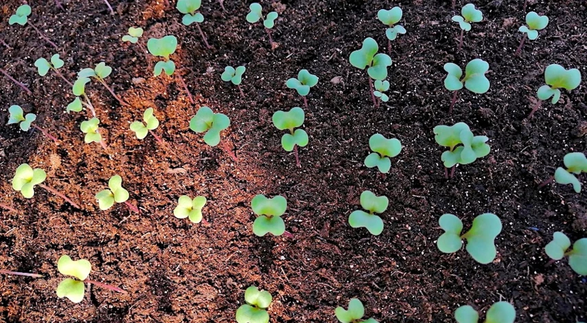 чем подкормить рассаду цветной капусты