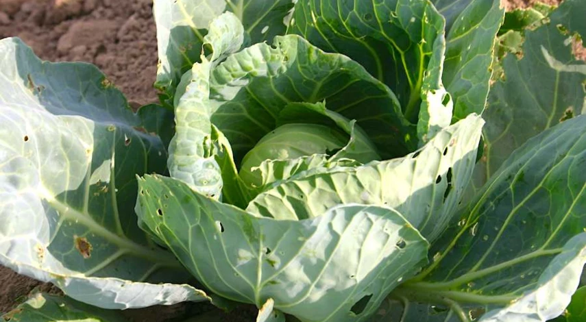 подкормка рассады капусты в домашних