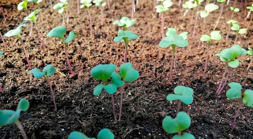 подкормка рассады капусты +в домашних условиях