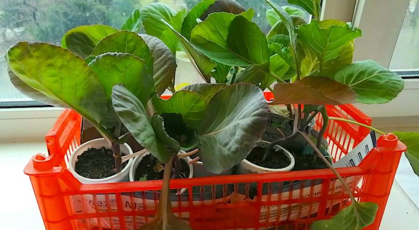 чем подкормить рассаду капусты